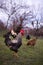 A motley rooster sitting with hens in the garden nibbling green grass. chickens at the farm in the nature at the village