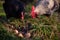 a motley rooster standing next to the nest with eggs and chickens. domestic birds at the farm watching strange barnyard fowl