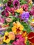 Motley summer flowerbed of blooming varicolored pansy flowers