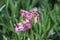 Motley tulips with raindrops Fresh spring flowers after rain on blurred green background.