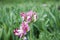 Motley tulips with raindrops Fresh spring flowers after rain on blurred green background.