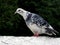 Motley white pigeon