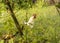 A motley white rooster crows in the garden on the grass