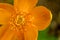 Motley yellow flower, top view close-up