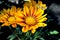 The motley yellow flowers of the Gazania rigens in the sun on a blurred background.