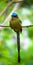 Motmot bird