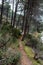 Motocross racer crossing a pine forest at high speed