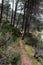 Motocross racer crossing a pine forest at high speed