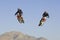 Motocross Racers Performing Stunt In Midair Against Blue Sky