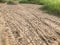 The motocycle tire in dry dirt road