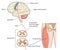 Motor nerves from leg to motor cortex