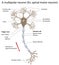 Motor neuron, detailed and accurate, labeled vers.