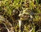 Motorbike Frogs happy in undergrowth