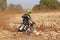 Motorbike kicking up trail of dust on sand track during rally ra