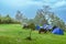 Motorcycle with rain. Camping activity in rain-filled holiday. Tent on campsite by the hill in rainy day. Mountain camp in forest