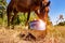 Motorcycle retro helmet on the background of a horse