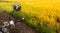 Motorcycles parked beside the golden rice field