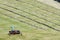 Motorised mower and rows of cut hay windrow