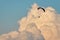 A motorized paraglider flies above the thick clouds
