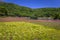 Motosu - May 24, 2019: Flower fields of Shiba-Sakura festival, Japan