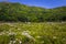 Motosu - May 24, 2019: Flower fields of Shiba-Sakura festival, Japan