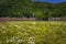 Motosu - May 24, 2019: Flower fields of Shiba-Sakura festival, Japan