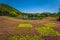 Motosu - May 24, 2019: Flower fields of Shiba-Sakura festival, Japan