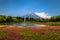 Motosu - May 24, 2019: Mount Fuji seen from the Shiba-Sakura festival, Japan