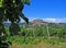 Motovun, Croatia, with grapes