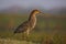 Motteled Rufescent Tiger-Heron, Tigrisoma lineatum, Pantanal, Brazil