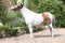 Mottle miniature horse in the garden