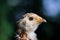 Mottled Baby Chicken Close-Up