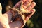 Mottled bat star Patiria miniata in hand