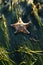 Mottled bat star, Patiria miniata, on surfgrass