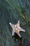 Mottled bat star, Patiria miniata, on surfgrass