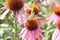 A mottled beautiful butterfly sits on the dome of a flower