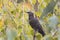 Mottled black Starling