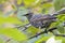 Mottled black Starling
