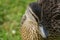 Mottled Brown Female Mallard Duck.