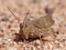 Mottled Brown Grasshopper On Sand