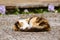 Mottled cat sleeping on ground