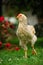 Mottled Chicken (Cockerel) Walking on Green Lawn