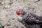 The mottled chicken with red crest at farm
