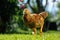 Mottled Chicken Walking in the Yard