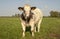 Mottled coated, dapples, grass fed beef cow with white bangs and black ears, stands in a meadow under a blue sky.