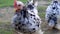 Mottled cochin bantam chicken pair looking into camera