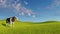 Mottled dairy cow on a green meadows