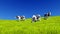 Mottled dairy cows graze on green meadow