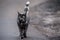 Mottled, dark coloured cat walks on the street