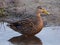 Mottled Duck